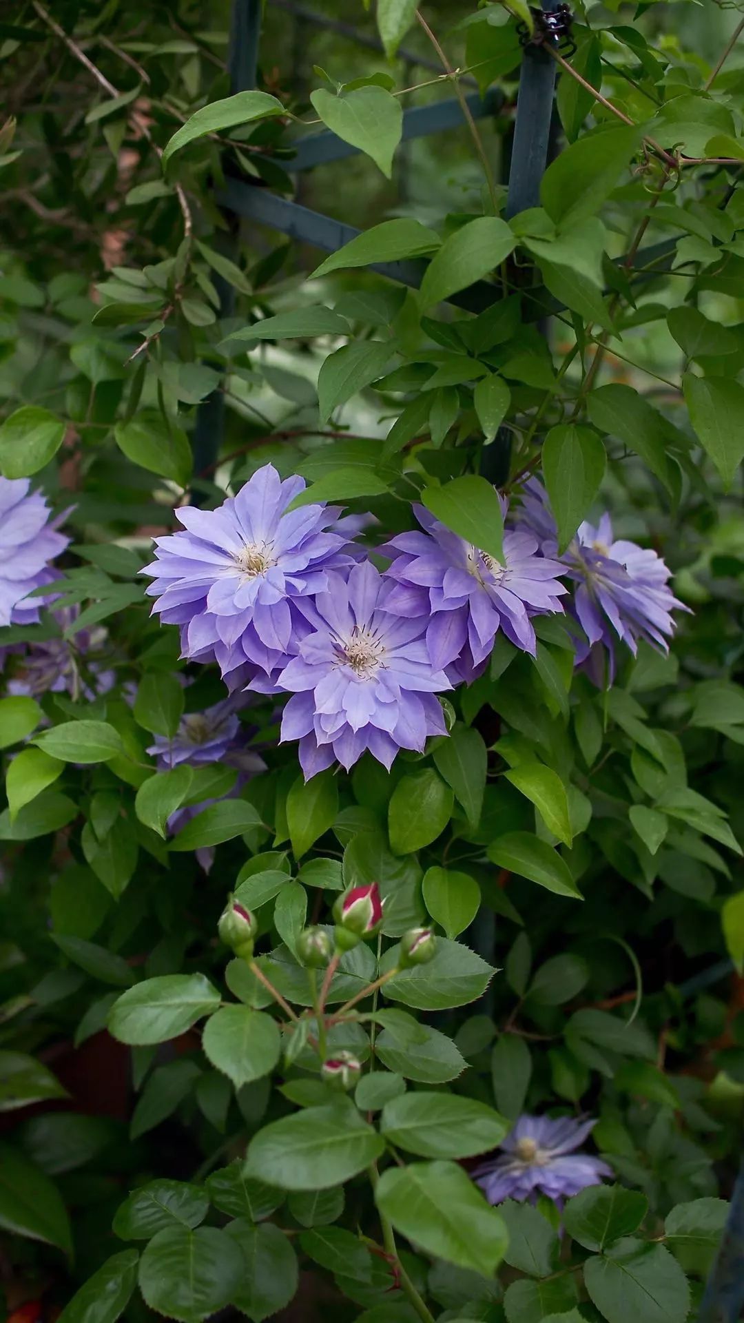 omg这14款铁线莲也太棒了吧~ 种它!种它!种它!