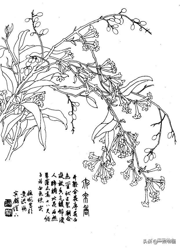 牛心果大理花楓葉海棠石蓮苦瓜燈籠花錦葵石斛朱蕉貓須草鍾鈴荷包野