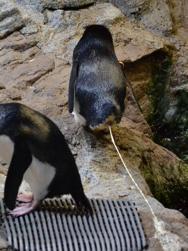 根据这个研究结果和现有的企鹅和象海豹种群数据,研究人员预测,粪便的
