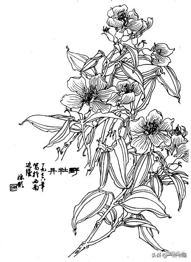 白描花卉图例分享第二辑
