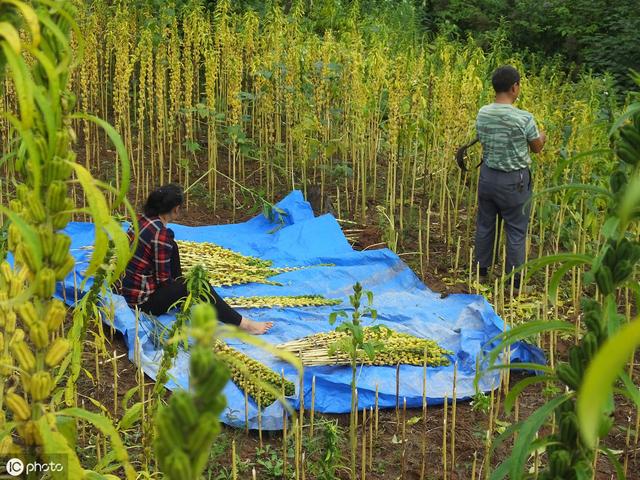致富经2024年最新全部视频种芝麻的简单介绍