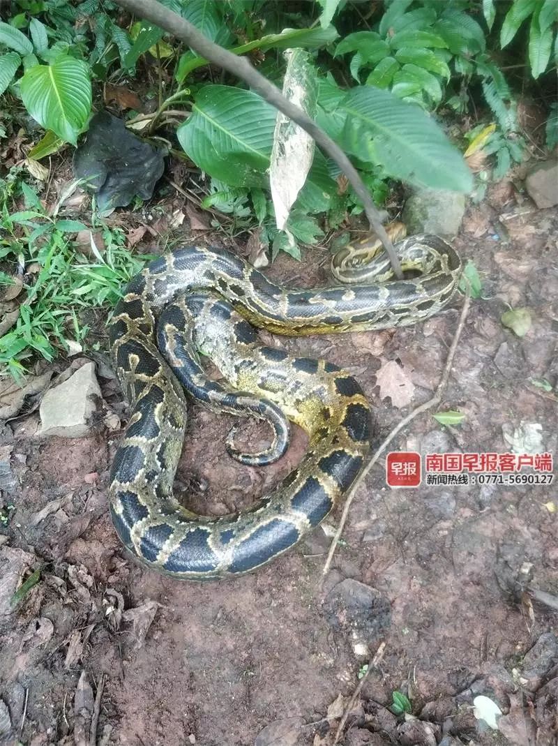 部门工作人员一同驱车前往防城港市十万大山自然保护区,将该蟒蛇放生