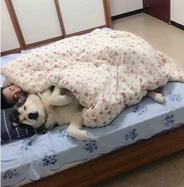 男子让狗狗帮忙暖床看到狗狗的表情网友笑喷了