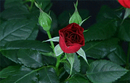玫瑰花动图花球图片