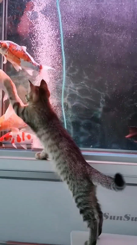 男子半夜起床上厕所,走到鱼缸旁边时发现不对,猫:怎么挠不出来?