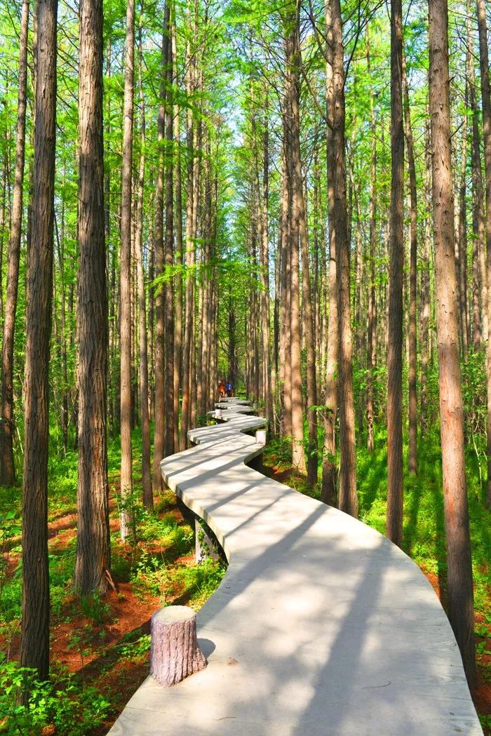 息州森林公园的传承与嬗变