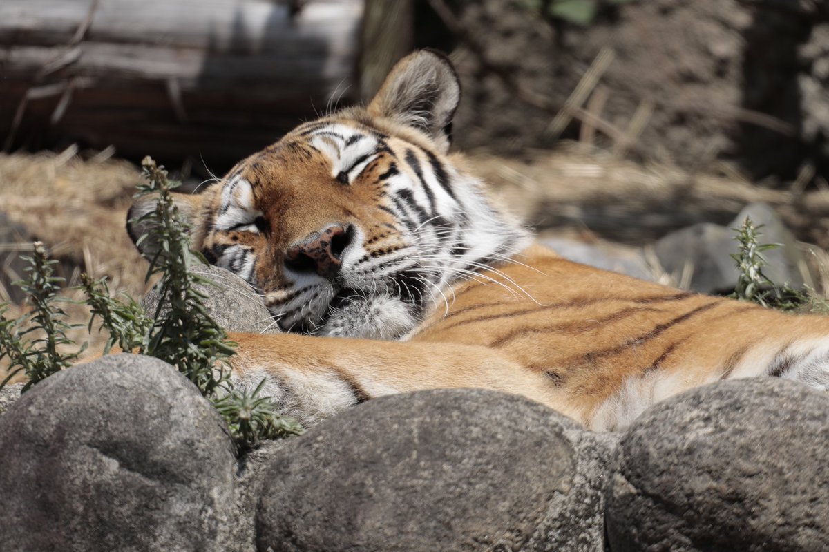 晒太阳睡懒觉的百兽之王,有着意想不到的反差萌