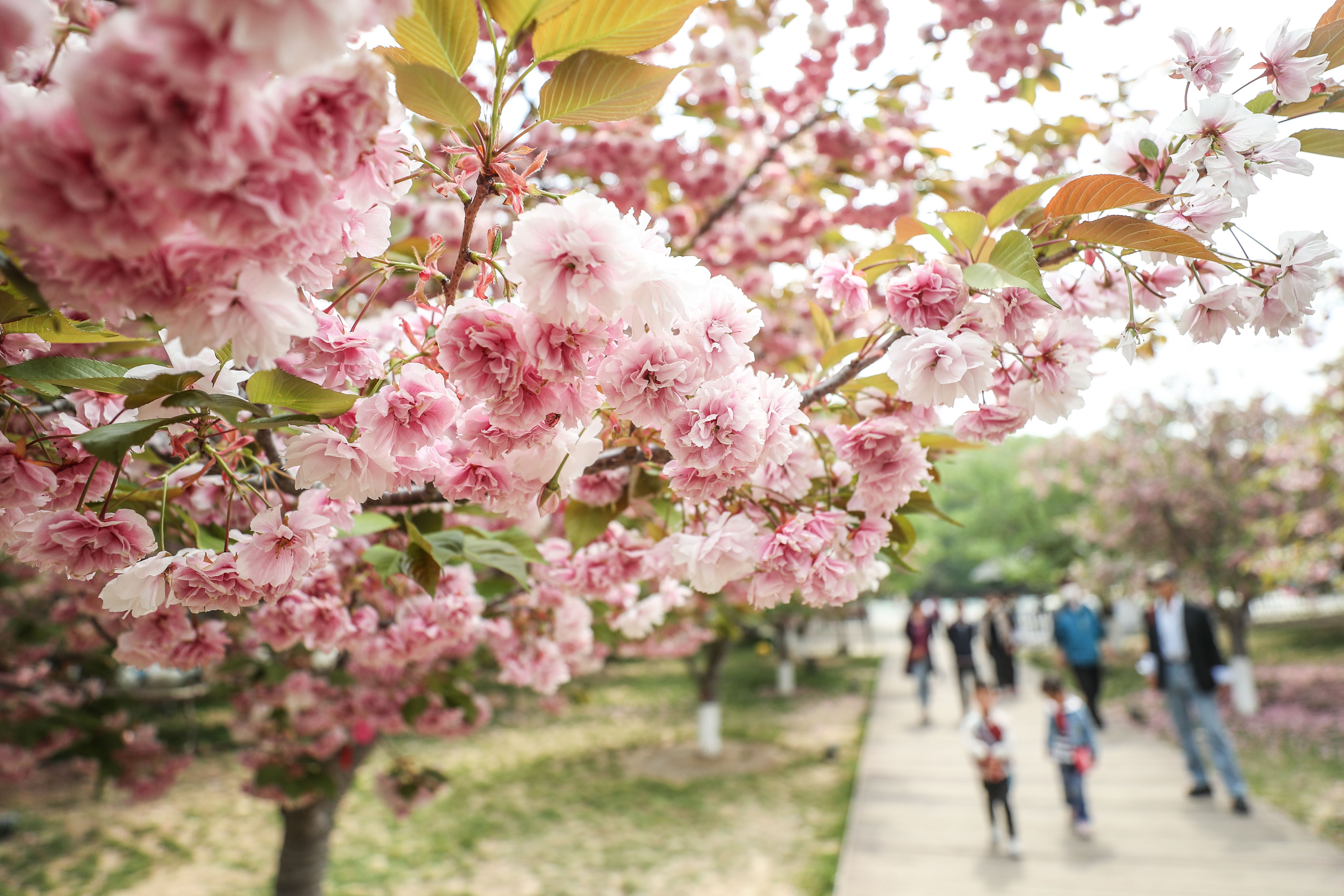 大连国际樱花节图片