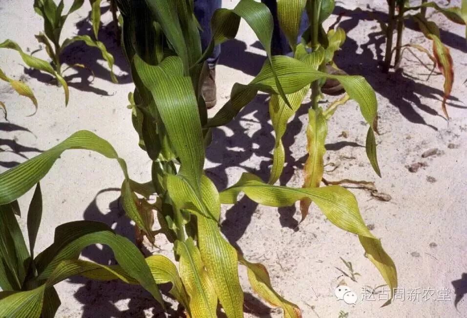 玉米缺素怎么办?24张图片,教你如何施肥!