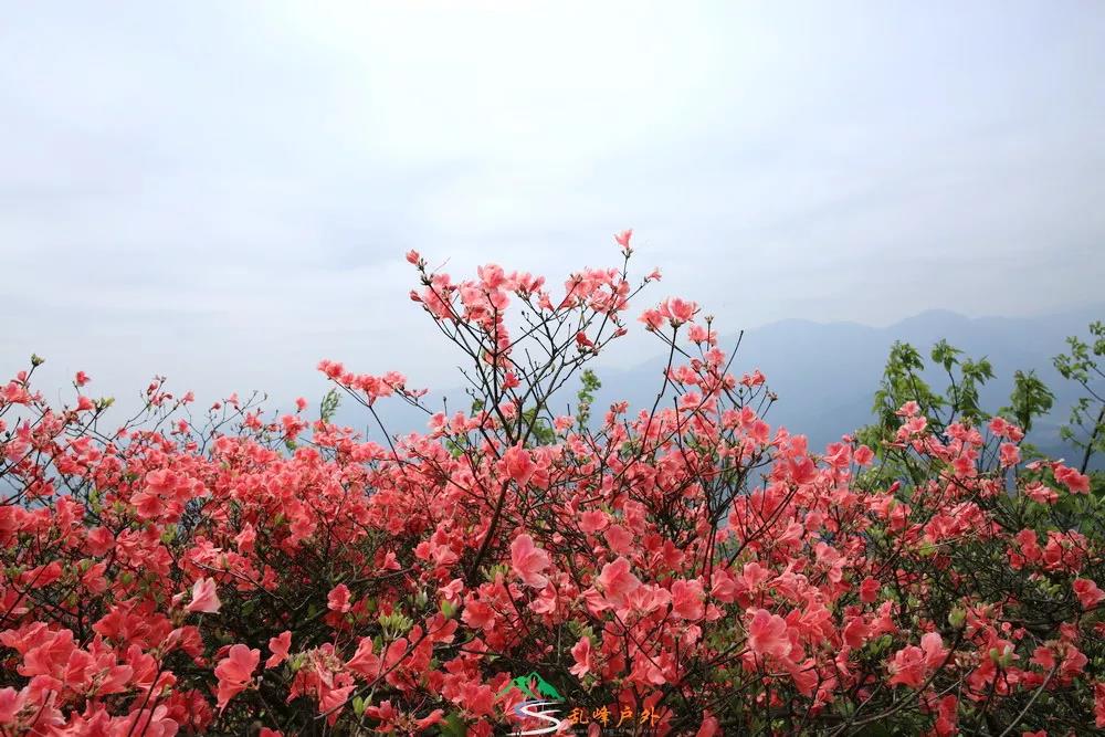 难忘那一抹殷红登顶鸬鸟山赏杭城最美杜鹃花