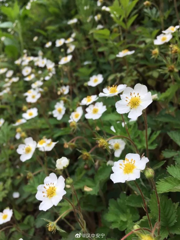 略阳的"瓢儿"熟了,回家吃瓢儿了