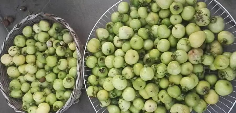 广东现新款土豪果这种烂大街水果卖120元斤营养价值很大