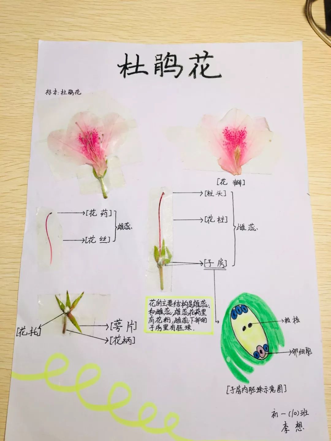 南昌民67德学校:花的结构标本制作