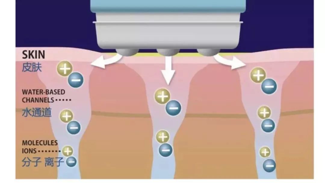 透明質酸,膠原蛋白,彈性蛋白等,進入真皮層及筋膜層,護膚成分直接作用