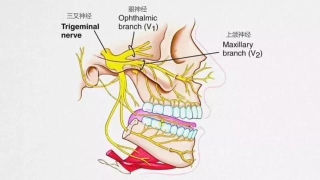 下颌骨神经线图片