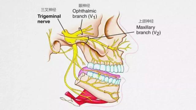 顾名思义,由三个分支组成:眼神经(ophthalmic nerve),上颌神经