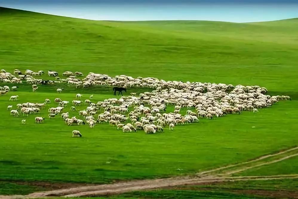 倒不是商家存心要骗你,究其根由还是草原虽大,但生态系统有其承载极限