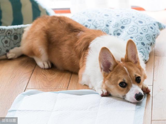 柯基挑食怎么办?很简单,就5点!_狗狗