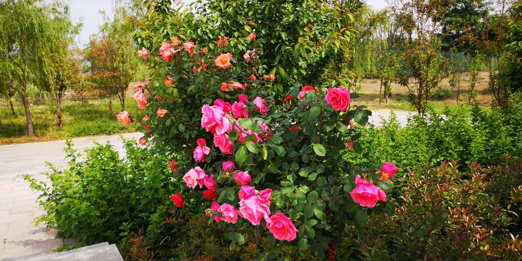 乌鲁木齐月季花批发