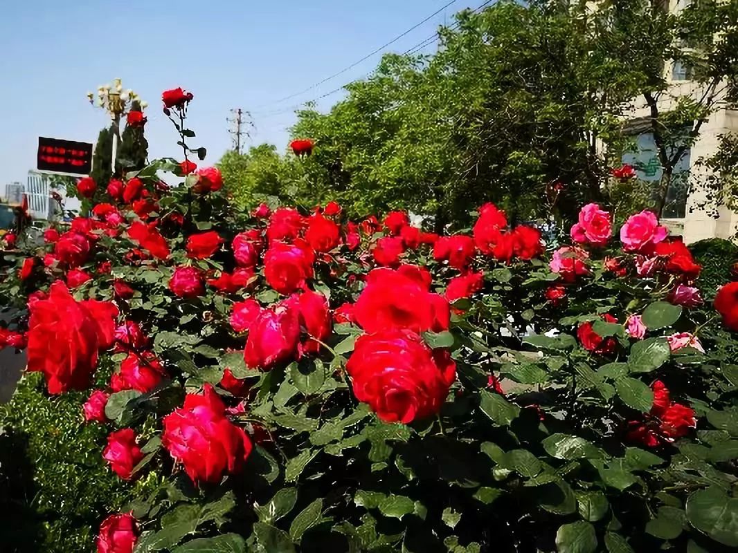 1007围观初夏已至数万市花月季装点美丽商丘67