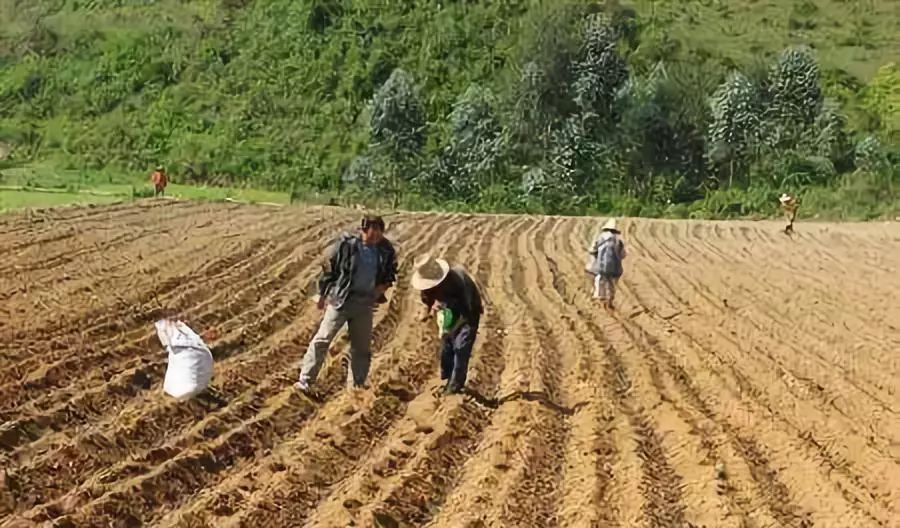 气象为农服务如何判断玉米播种时间