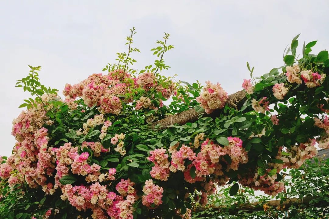 除了繡球,花道上還開滿了薔薇,成了整個