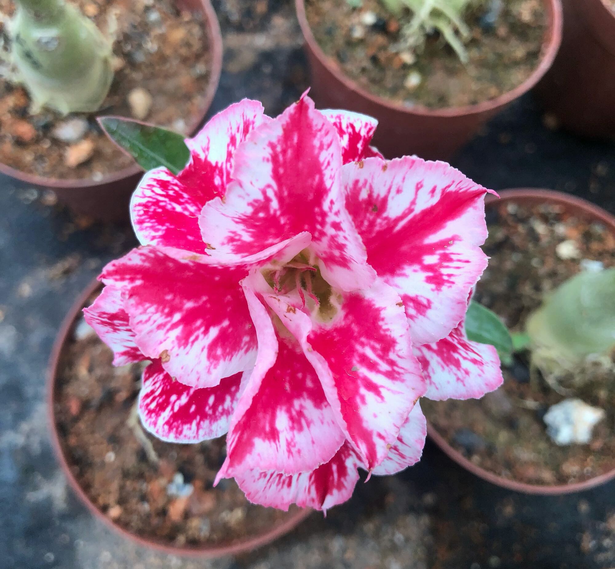 沙漠玫瑰不开花沙漠玫瑰促花的3种方法饿肚子促花芽嫁接