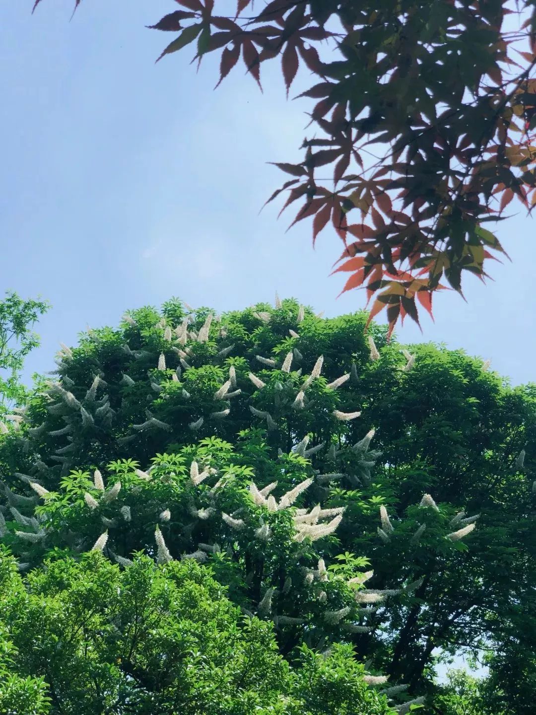 七叶树属图片