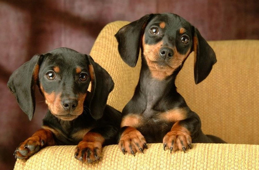 腊肠犬就是"狗中平头哥",它们可能不够聪明