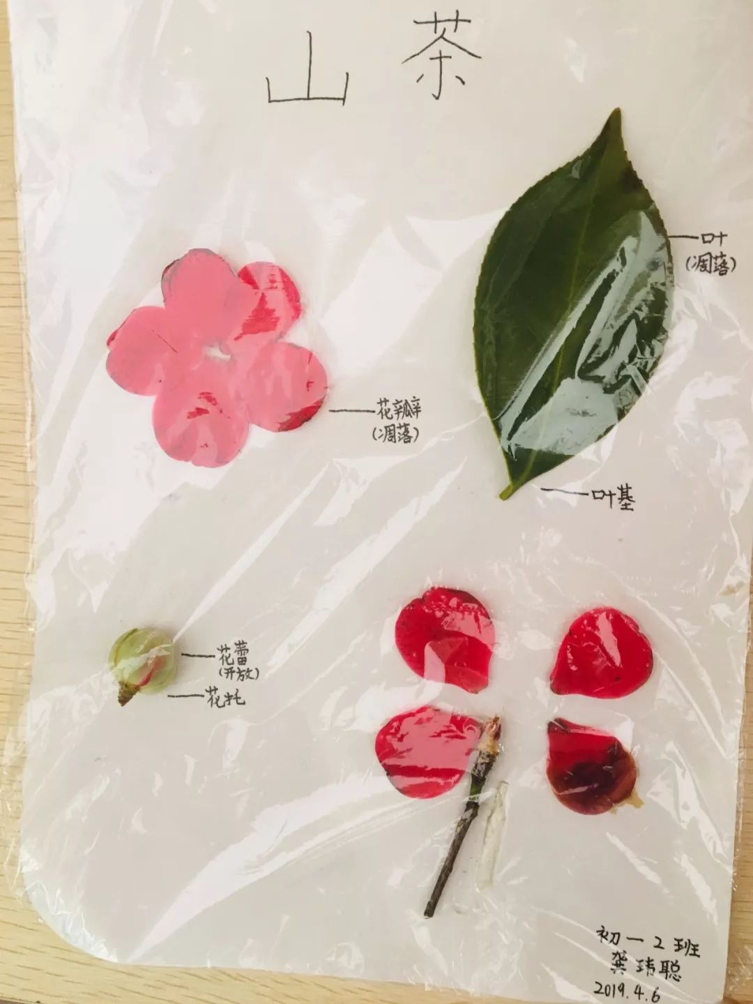 南昌民67德学校花的结构标本制作