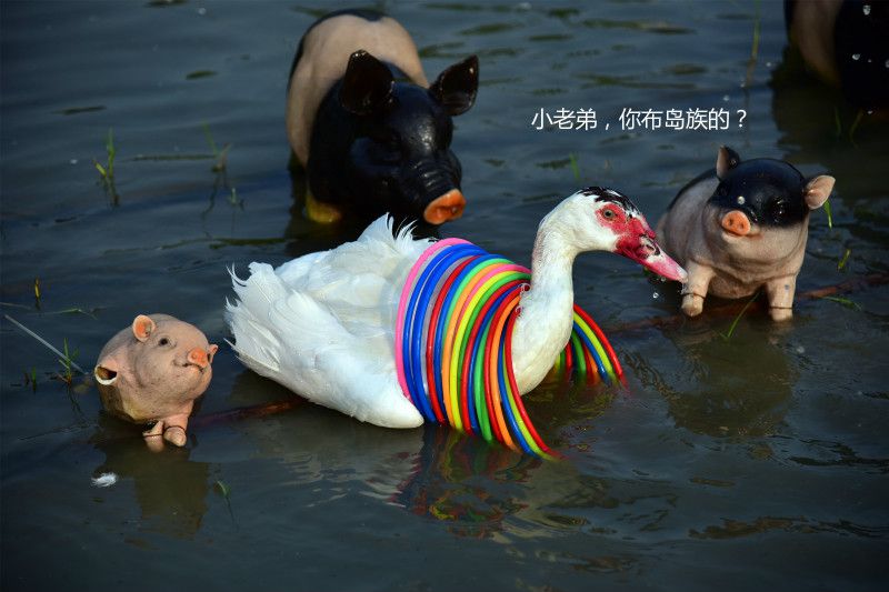 原创活体套圈你见过吗?大白鹅一天被套上百次,扎入水中:丢人