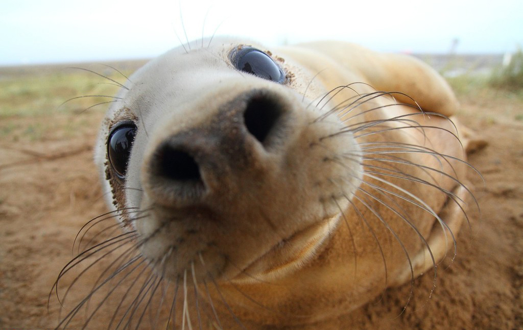 迷之可爱动物露鼻孔拍照承包一天笑点