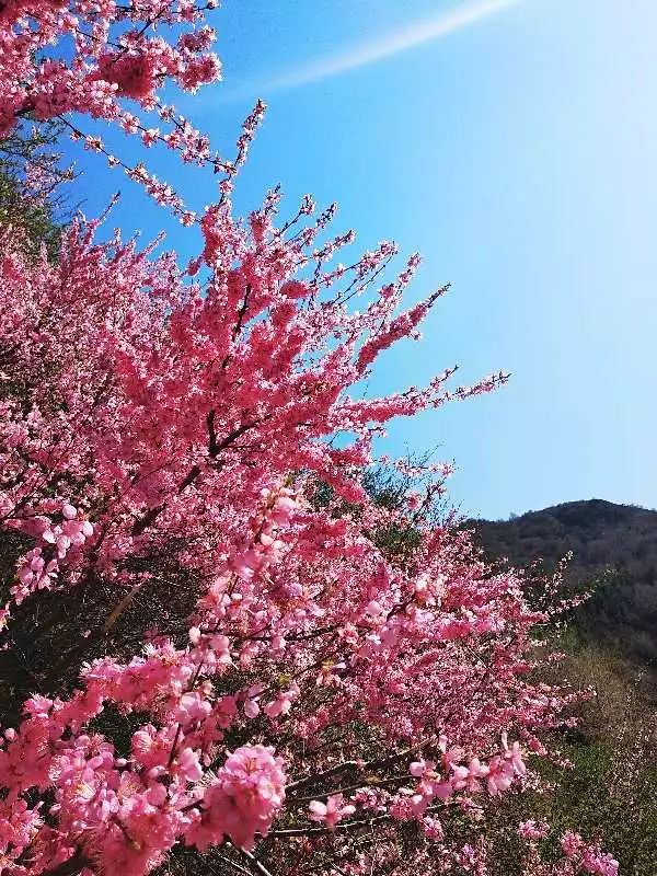 【墨音雅韻】山桃花開滿碾子溝 作者:周紹明 主播:慈善大使