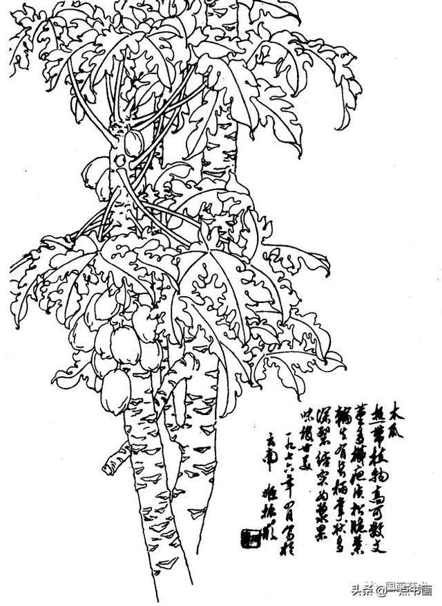 芒果野菠萝仙人掌野合欢倒挂金钟鸡蛋花石栗刺杜鹃金花菖兰