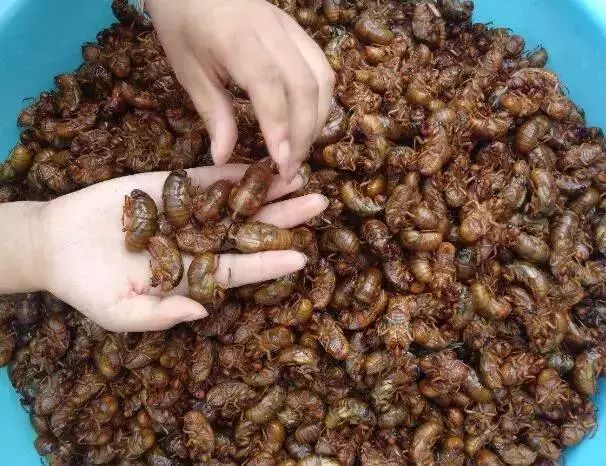 吃蝉的注意事项