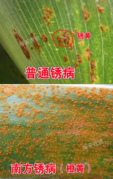 种玉米一定要知道的16大病虫害!_防治