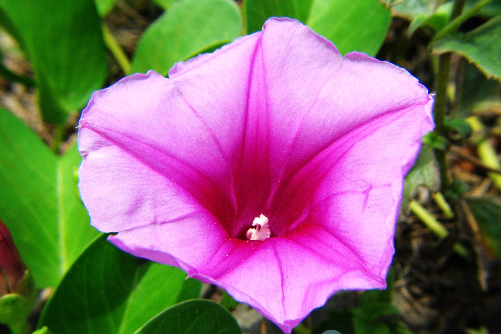 热带植物马鞍藤