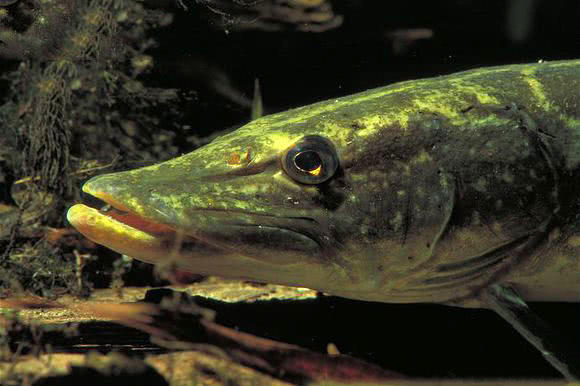 这鱼可以长到40多公斤重活到200多岁在我国新疆也有分布