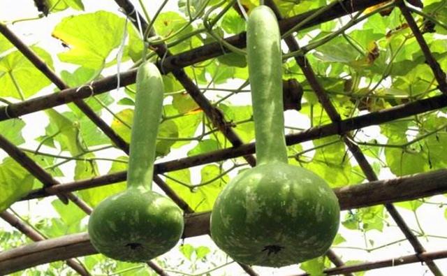 "葫芦瓜"在有些地方也叫瓠子,扁蒲,葫芦,夜开花,乌瓠等一些名字.