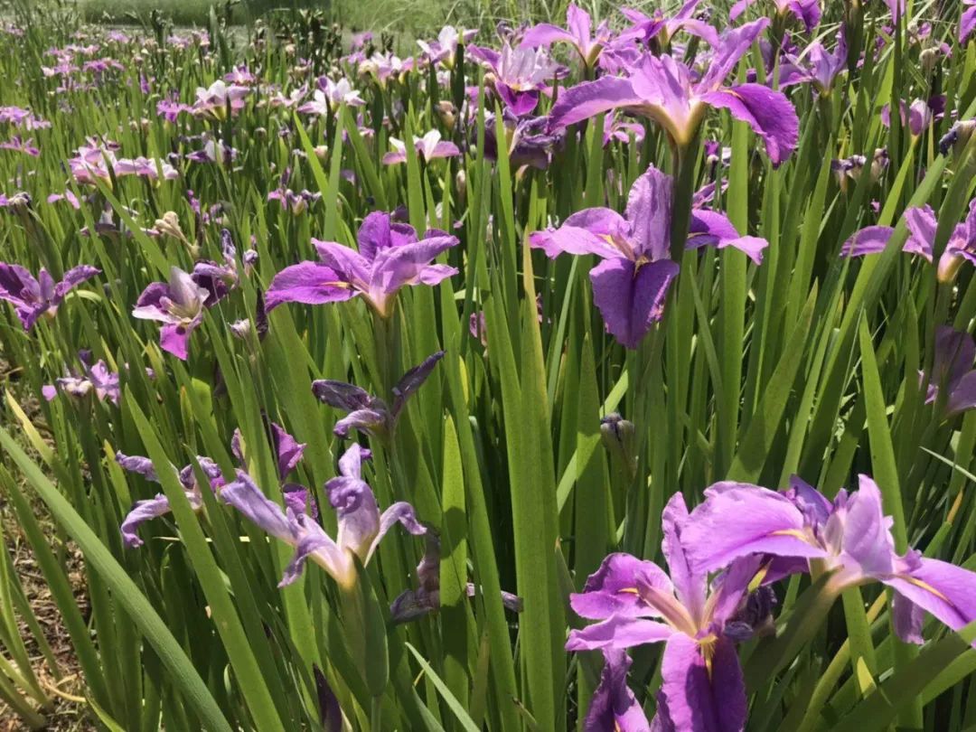 这些美爆的花海,再不来青山太对不起自己了~~_金鸡菊