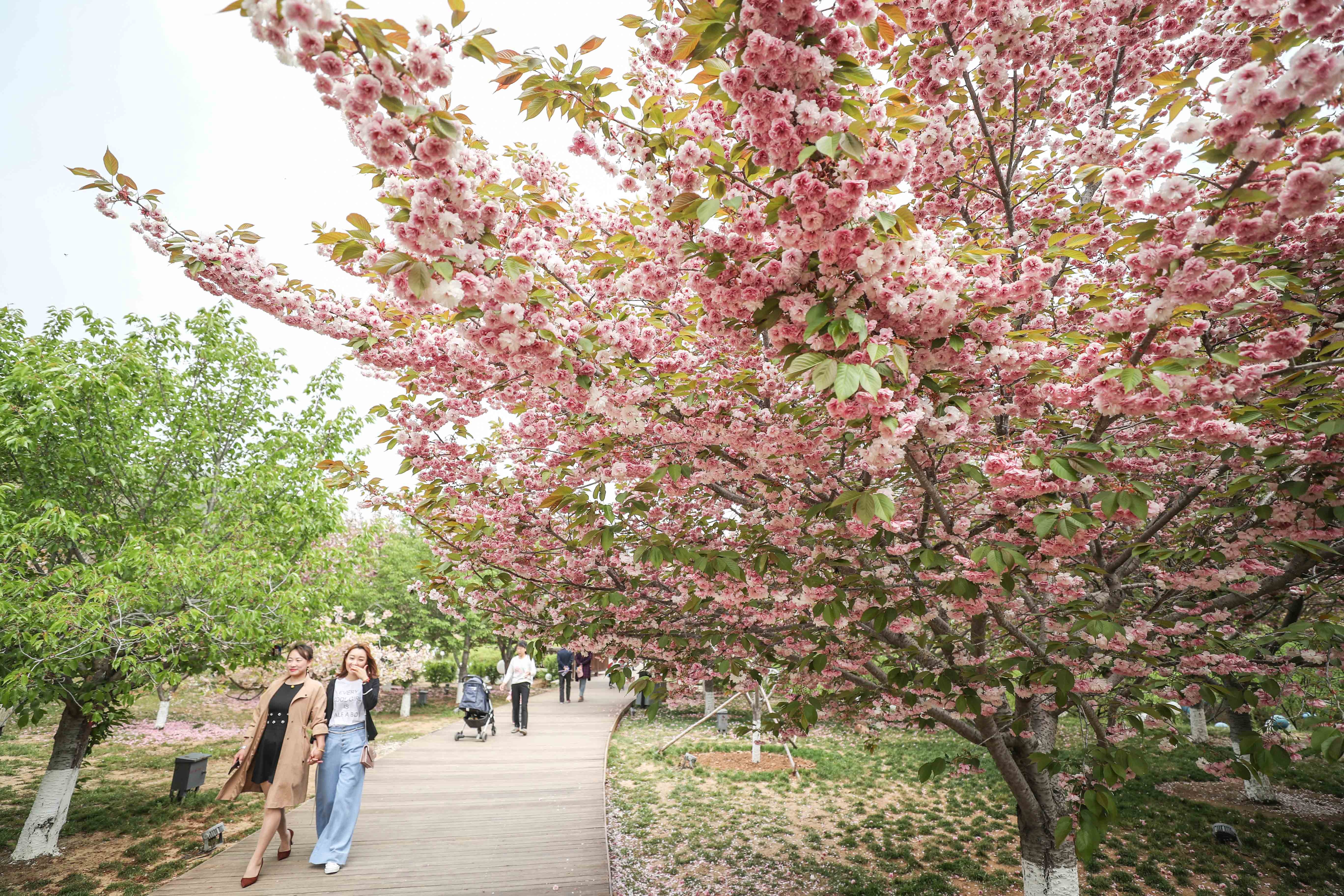 时下,辽宁大连市旅顺口区二零三樱花园正值花期,盛开的樱花吸引游客前