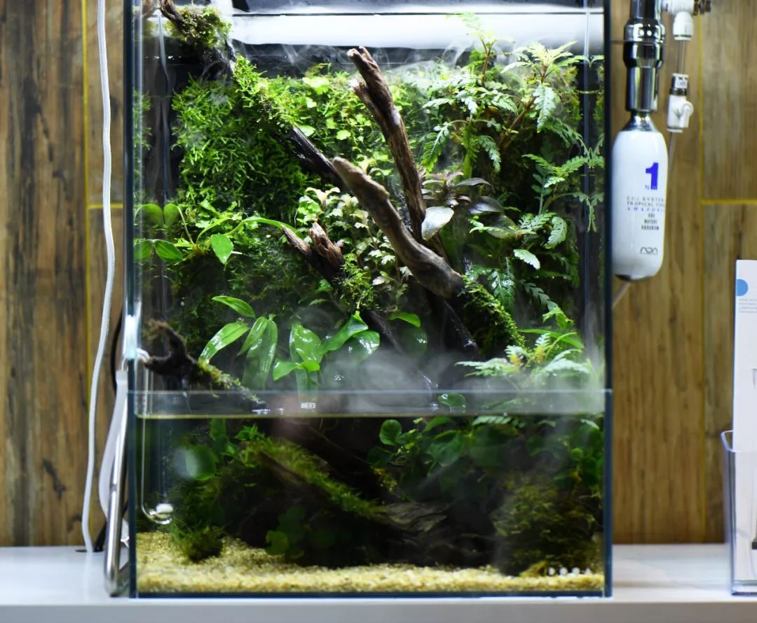 ada自然水景世界1周年5月25日悬浮缸现场制作活动