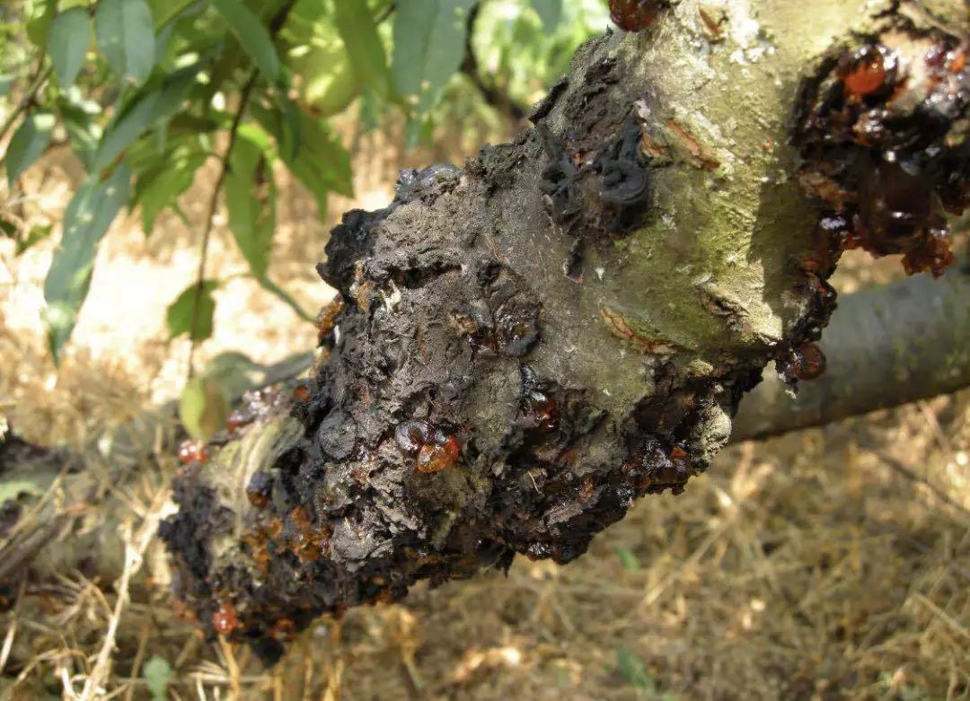 桃树十大病害高清图谱防治方法