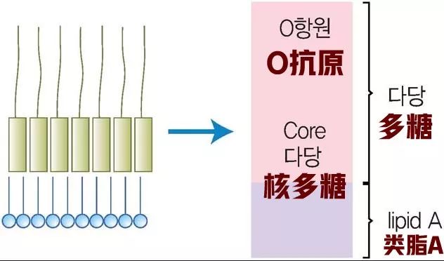 O抗原 来自搜狐网
