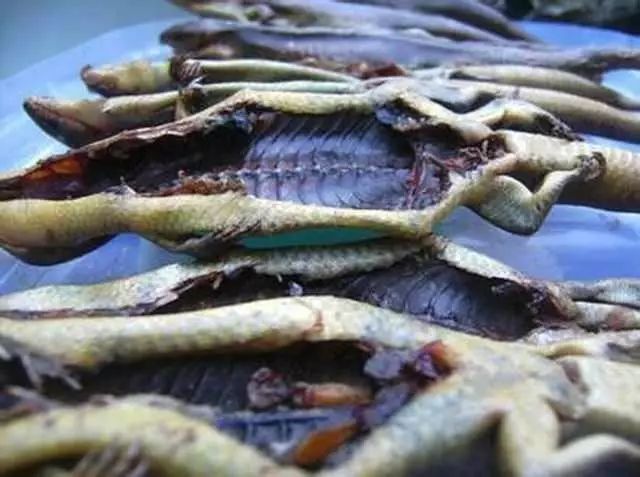 还记得狗皮蛇吗如今在炎陵县很难看得到了