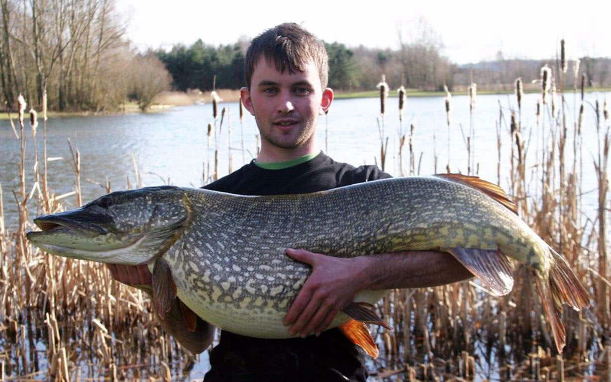 这鱼可以长到40多公斤重,活到200多岁,在我国新疆也有分布_狗鱼