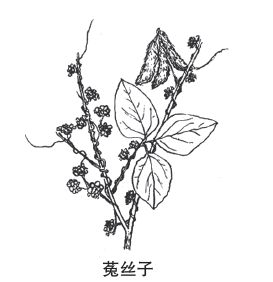 菟丝子手绘图片