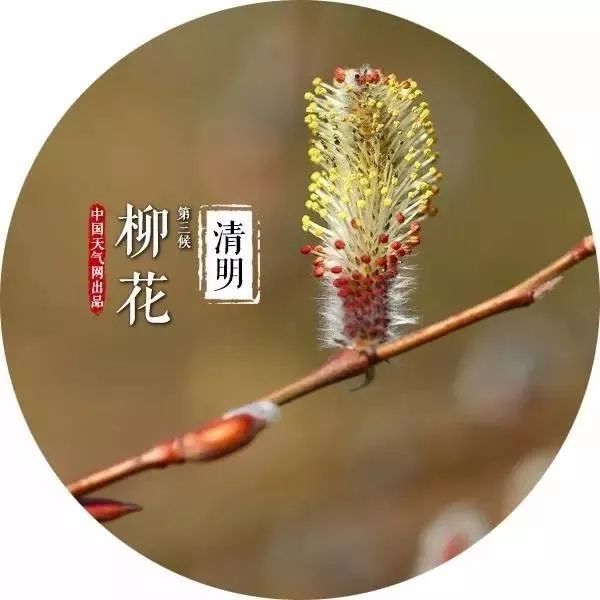 风有信花不误二十四番花信风很美