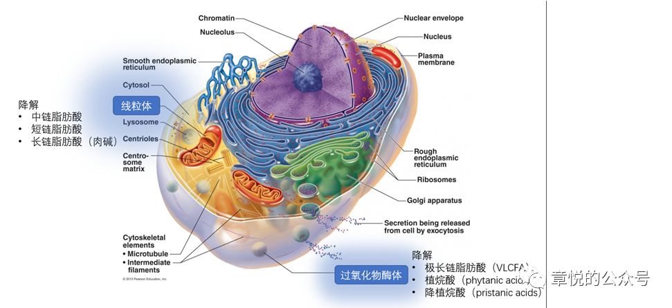 过氧化物酶体结构图图片