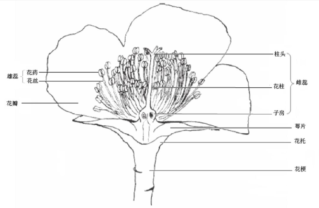 木棉花的结构解剖图图片